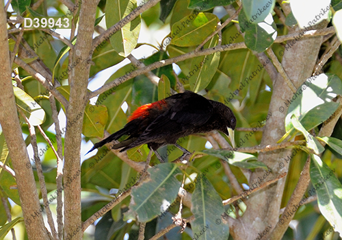 Red-rumped Cacique (Cacicus haemorrhous)